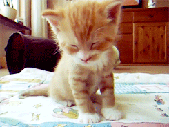 Aw Narcokitty