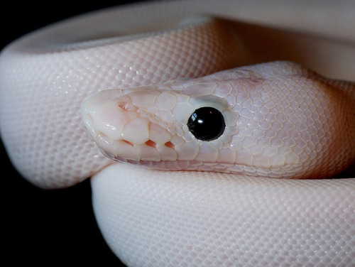 earthlynation:Ball Python. Photo by Stuart Howe Photography