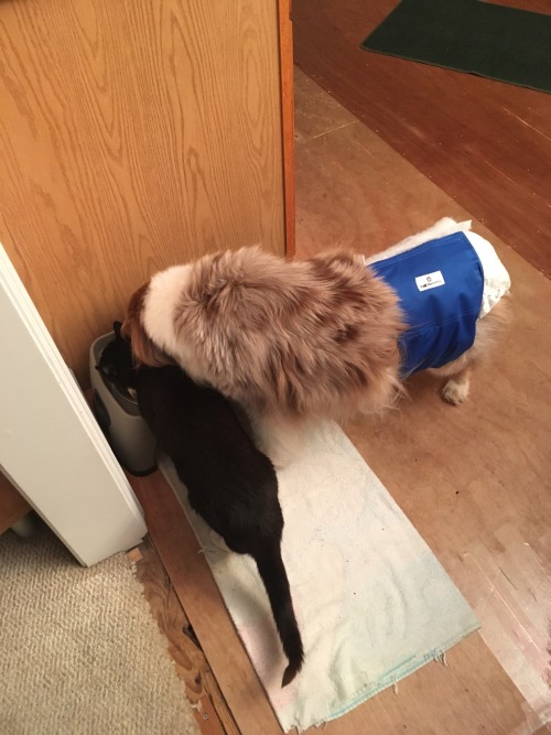 Companions Sharing The Watering Hole!