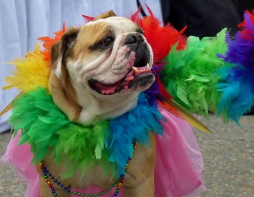 butchsakura:art-nimals:Happy Pride!  Images: Bustleim so glad these gay dogs can be themselves