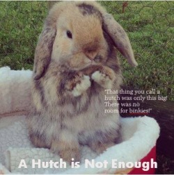chuwashere:  You don’t want to deny yourself all those adorable bunny binkies would you?