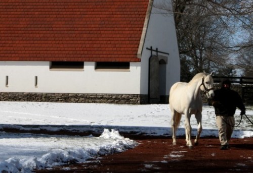 Tapit is lead out for inspection on a snowy day in Lexington, Kentucky.