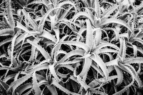Aloe© Emmanuel Barrouyer, 2017.My other blogs: Personal / Photography / Reblogs