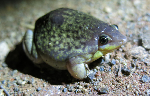 Marbled snout-burrower (Hemisus marmoratus)The marbled snout-burrower is a species of frog in the fa