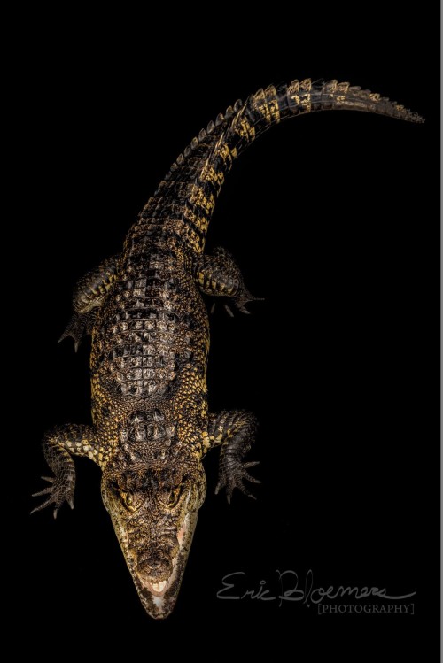 Crocodile!! I got to shoot a few exotic animals in a studio setting recently. I will be posting a fe