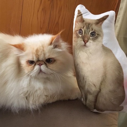 lucifurfluffypants: When you’re the best of friends Having so much fun together You’re n