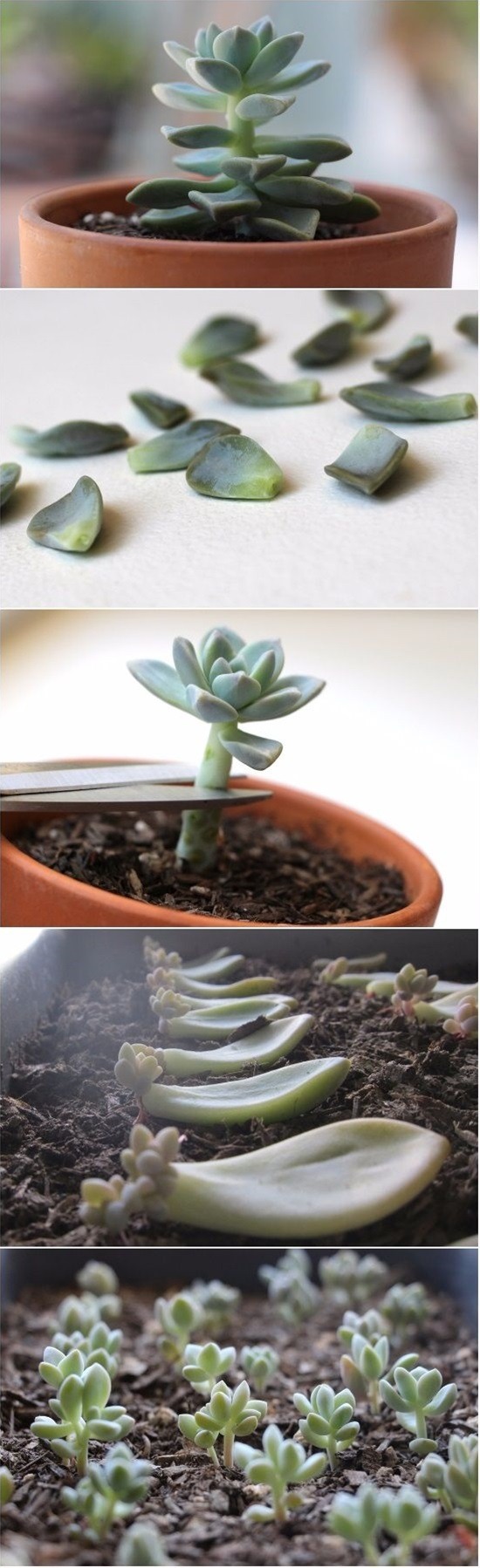 dizzymaiden:  Propagate Succulents From Leaves - start by removing the lower leaves
