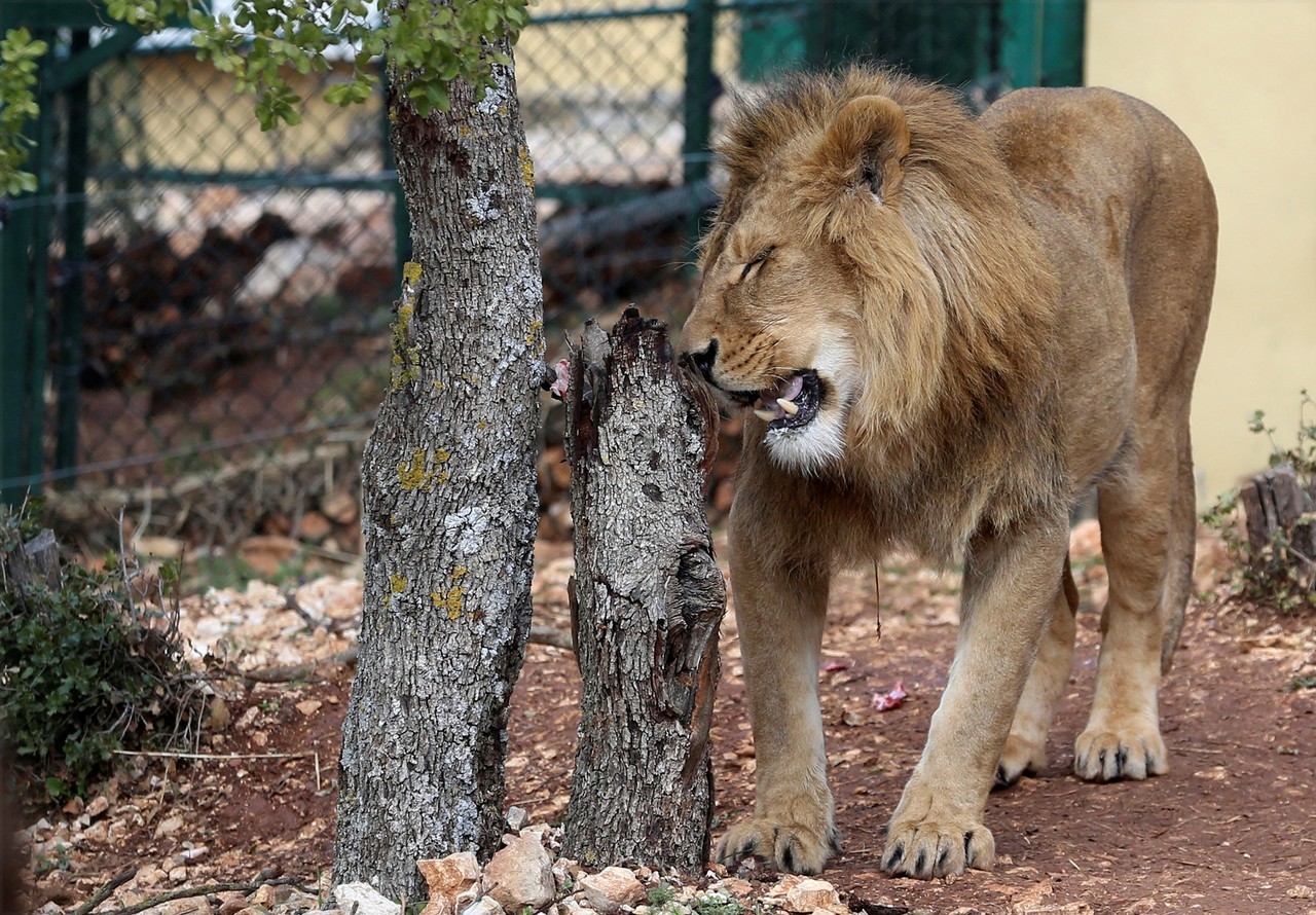 DOS LEONES RESCATADOS DE LOS CONFLICTOS DE MEDIO ORIENTE. Saeed y Simba fueron rescatados en zonas de guerra de Irak y Siria y on reubicados en su nuevo hogar en Sudáfrica luego de pasar unos días en Jordania, donde se recuperaron del trauma físico y...