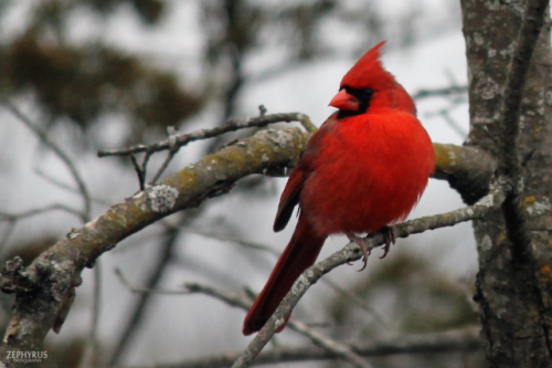 Winter red birds! - December 2017