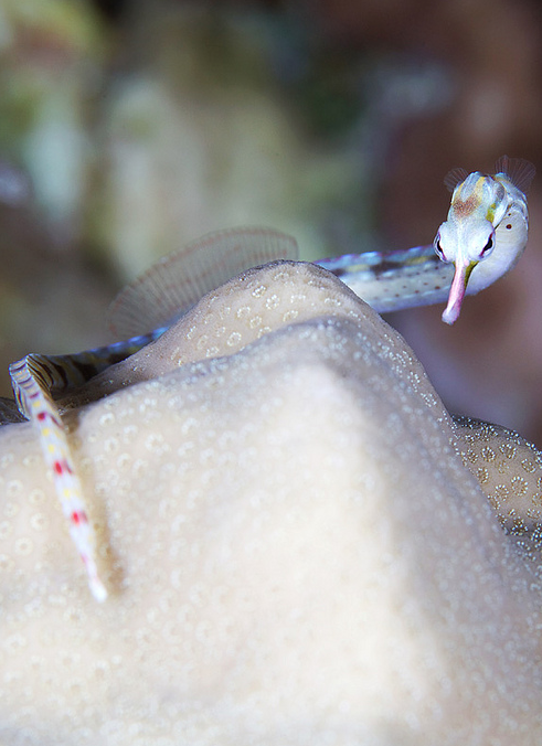 whatthefauna: Among pipefish, it’s the males that get pregnant. After an elaborate courtship, 
