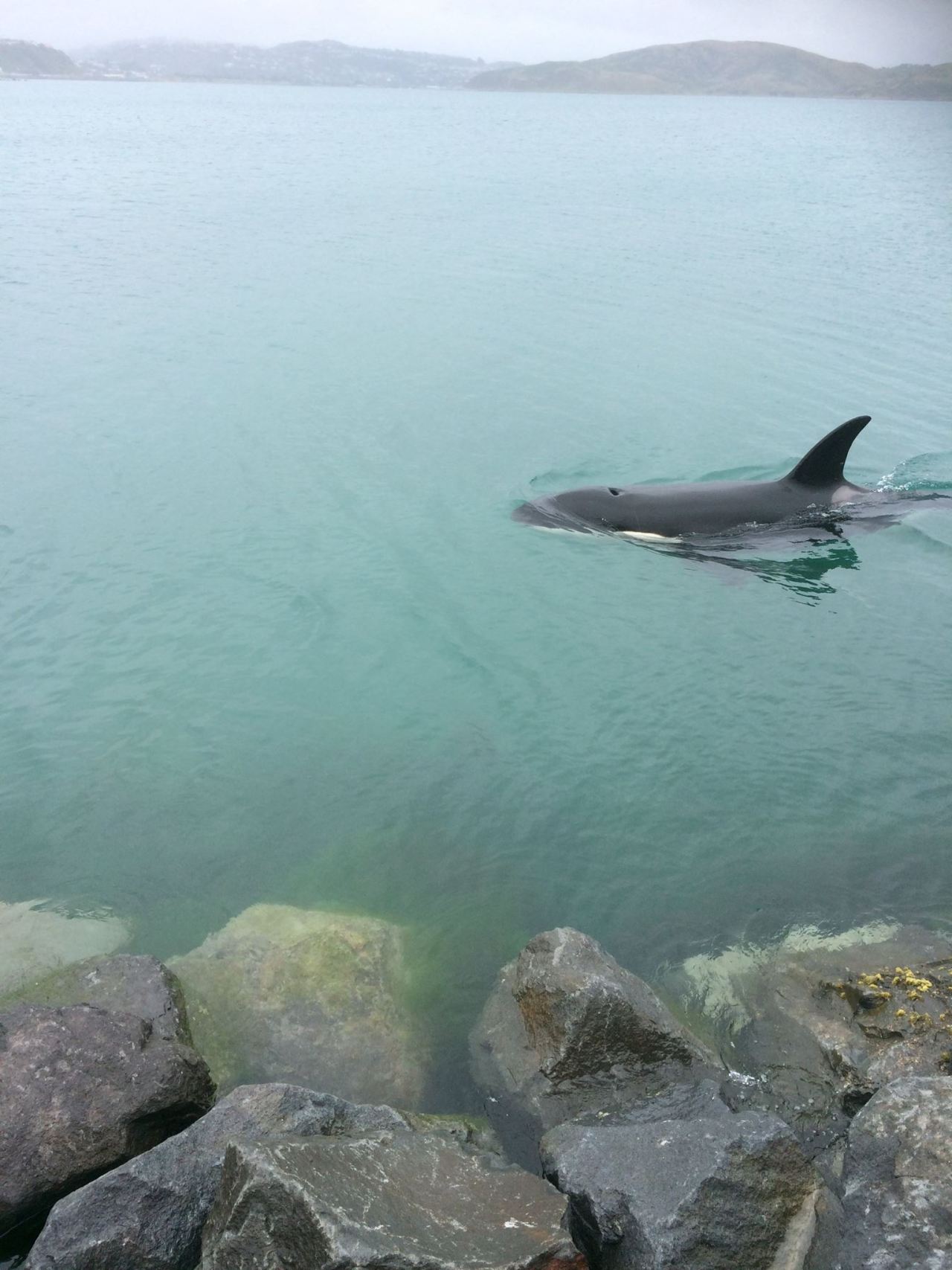 sevenseasoffreedom:  im-your-turbo-lover:  Here are some pics of an orca swimming