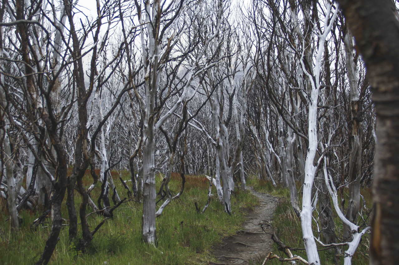 surendemico:  Burnt forest from 2011 tourist fire. Camino y desolaciòn