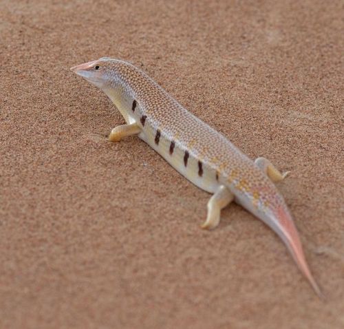 trashzy:Eastern Skink