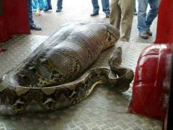 eightlimbedpanda:  captainbuckyohare:  joesdaily:  Breaking news from India: DON’T FALL ASLEEP DRUNK!  wat  Holy shit, did they get the guy out?!  honestly, i feel that this caption is incorrect. snakes rarely eat anything that large and survive. no