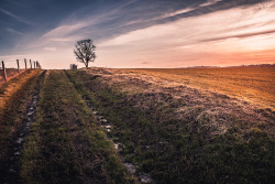 freddie-photography:  Gloucestershire Evening