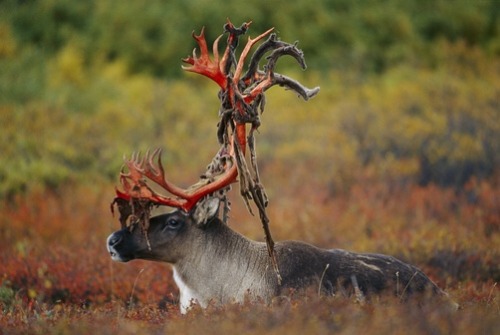 spooksthedead:So like…. deer shedding their velvet is the most METAL FUCKING THING.@girlbeing