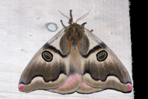 onenicebugperday:Saturniid moth (no common name), Polythysana rubrescens, Hemileucinae, found in Chi