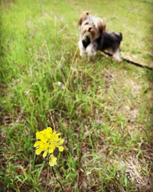 Pepe on his nature walk! East County skies