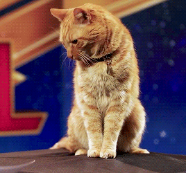 dailymarvelheroes:An interview with one of the stars of Captain Marvel - Reggie the Cat!