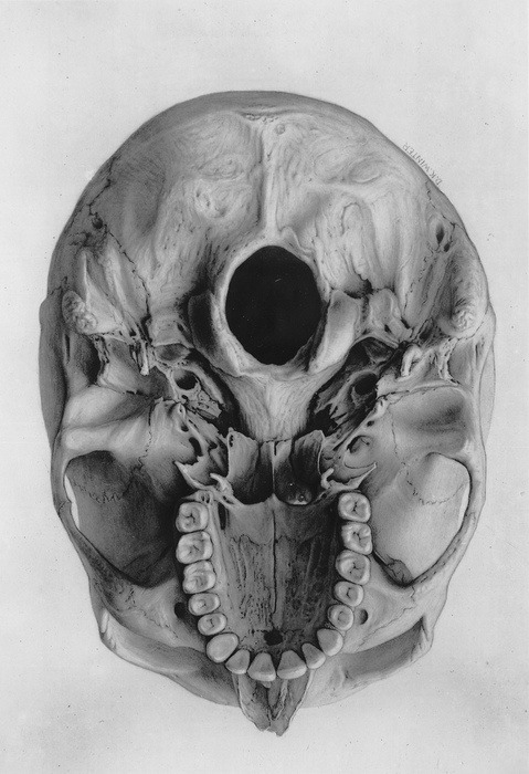 Porn photo Skull viewed from below