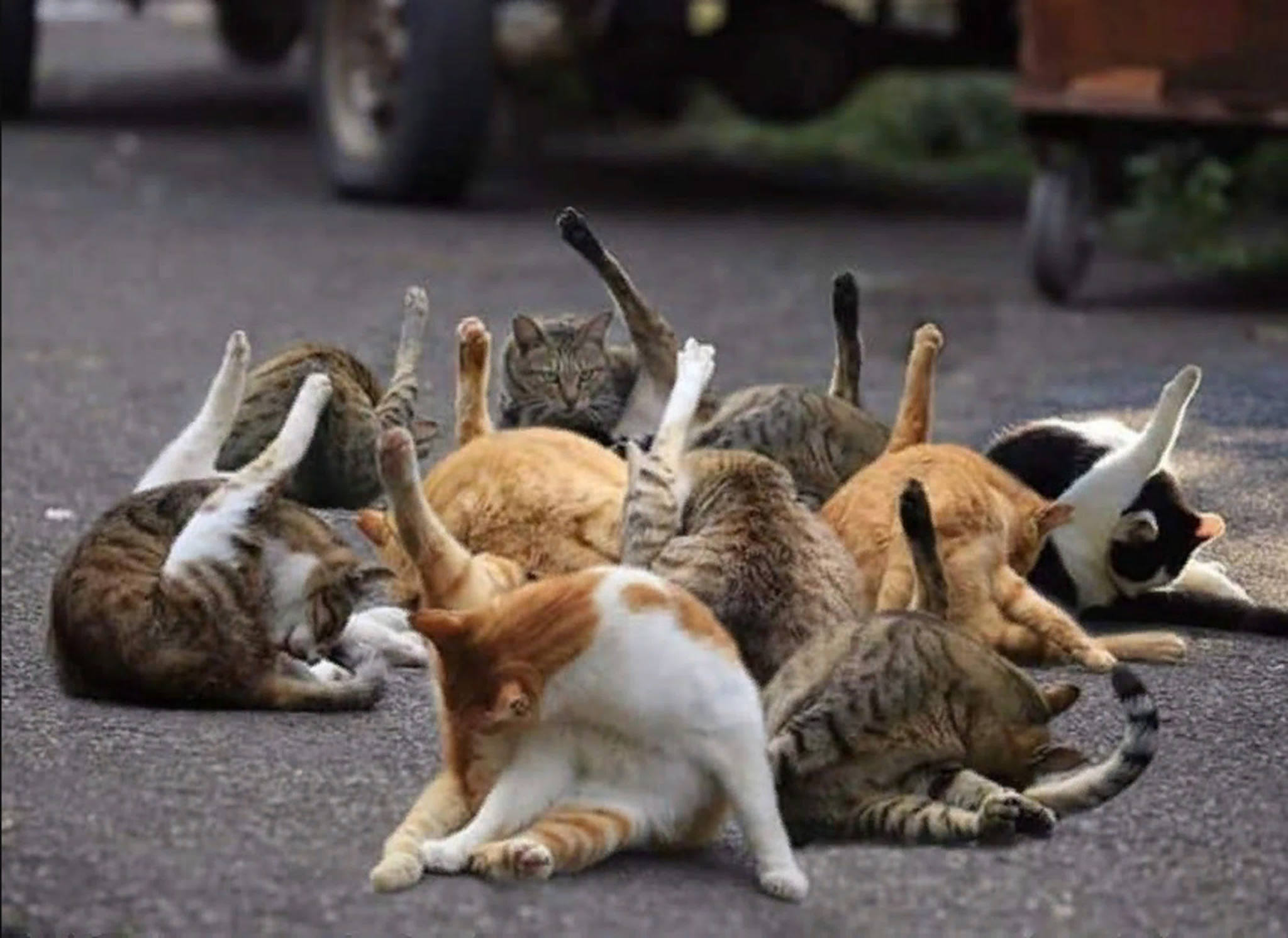 hubblegleeflower:cosmonautroger:They look like the strings section of an orchestra.