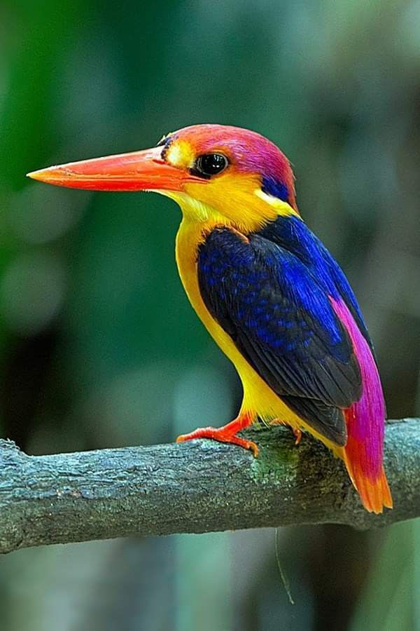 oriental dwarf kingfisher