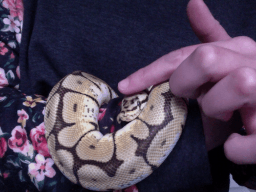 fwoot: Boops for Benny! 
