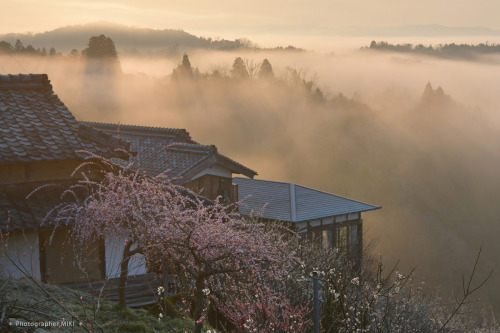 happy-pix-jpn: 【月ヶ瀬梅林】 2019年3月15日撮影