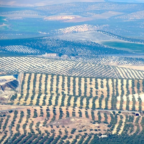 Los olivares de Jaen, 2016.