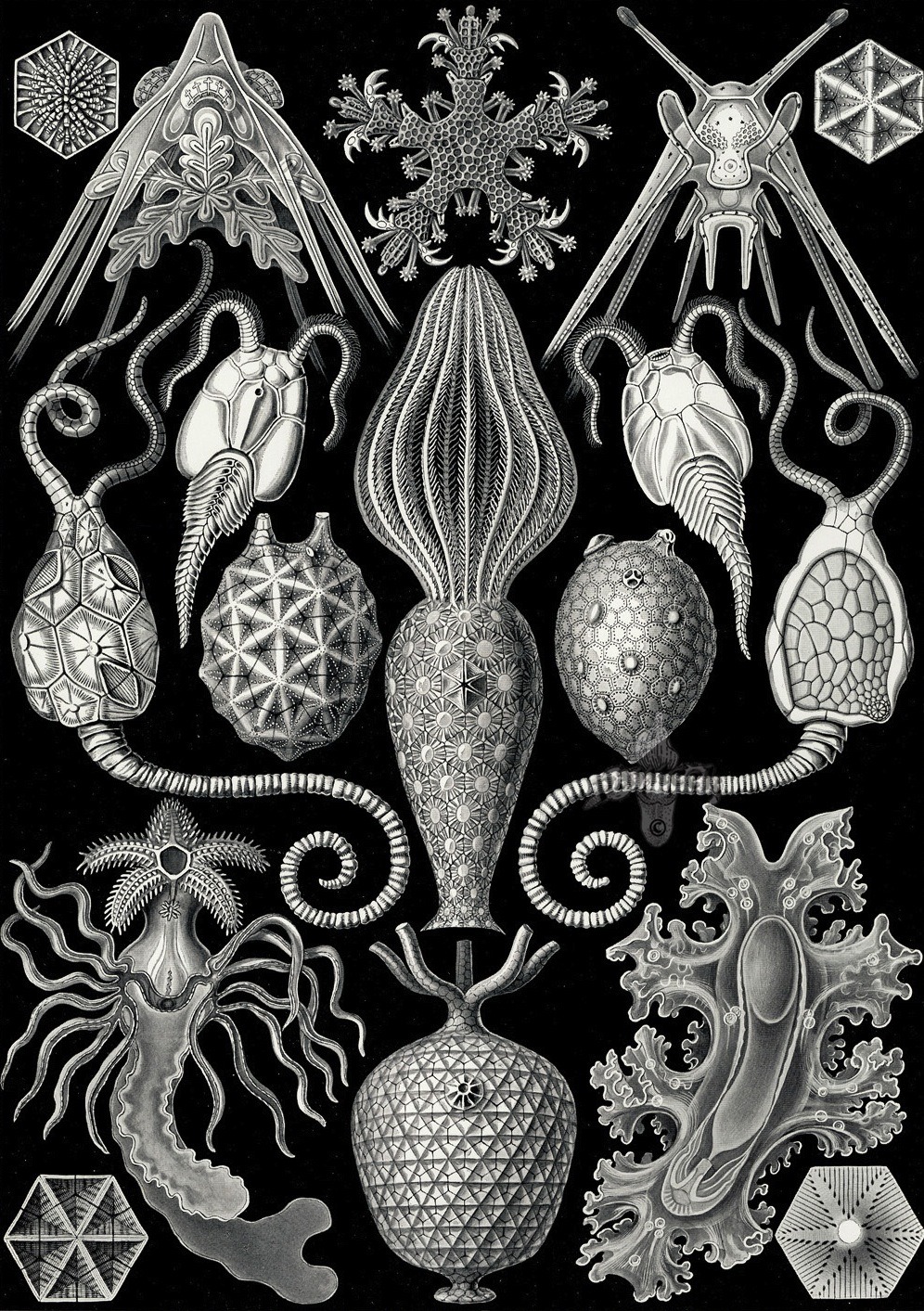magictransistor:  Ernst Haeckel. Hexacoralla, Ascomycetes, Lichenes, Phaeodaria,