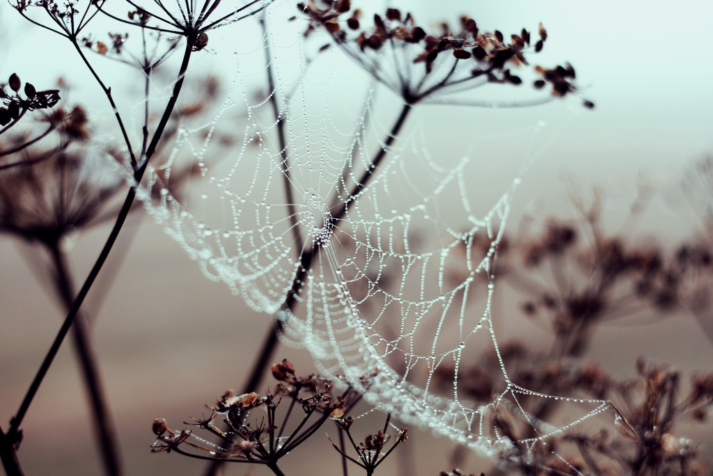 magic-spelldust:  Crisp morning by   	Evija   