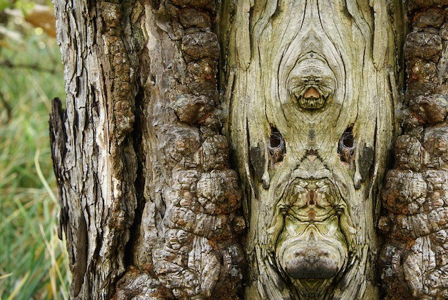 widewalls-artmagazine:    Trees aren’t scary, right? WrongElido Turco photographed
