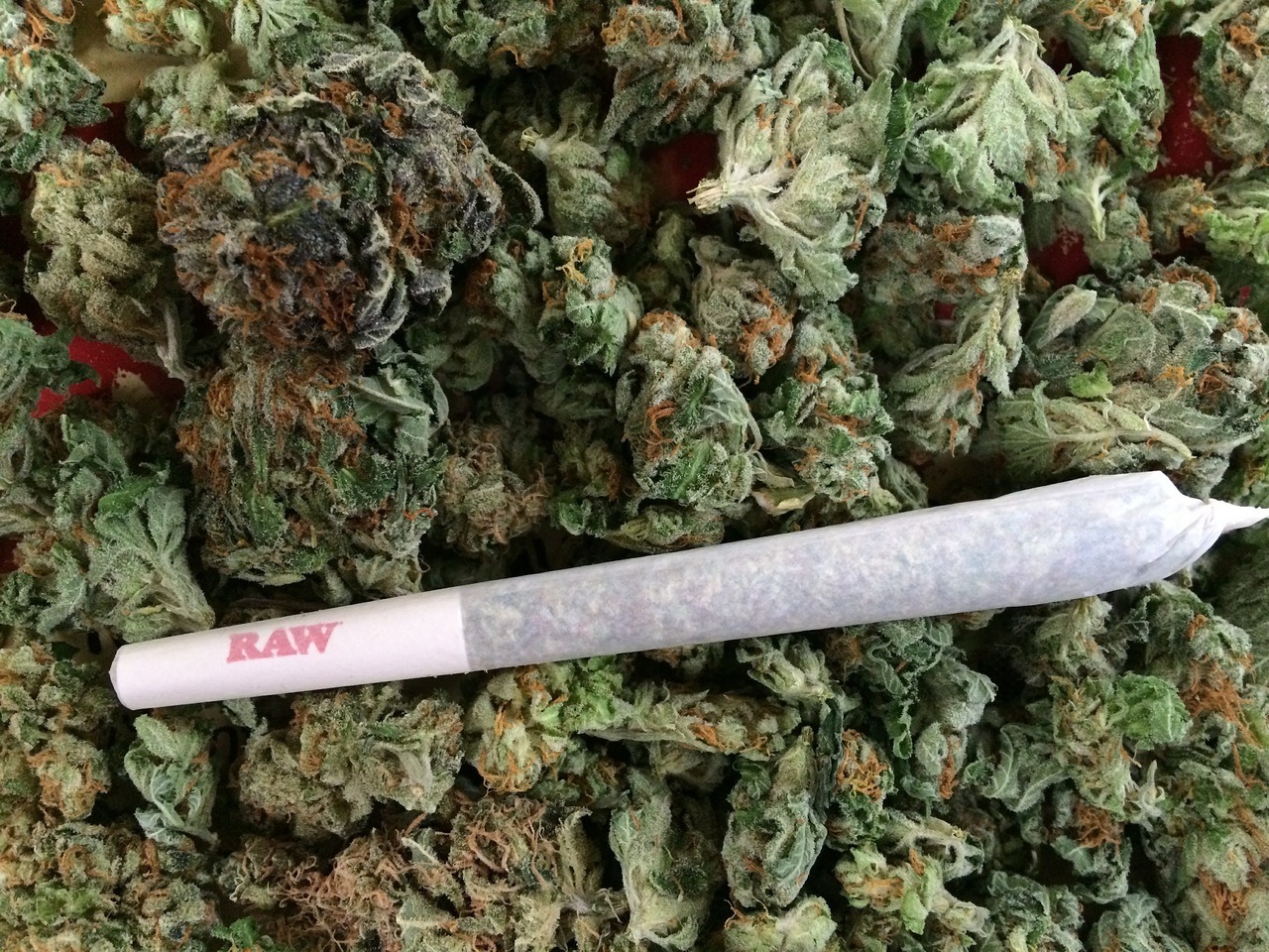 rxipper:  Kush on kush 👀