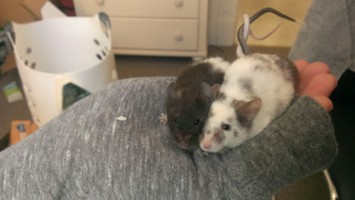 roachpatrol:awwww-cute:Girlfriend’s mice tangle their tails when cuddlingwhat the fuck this is too c