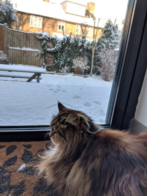 catsbeaversandducks:Cat Brings Flowers From Her Garden As A Gift To Neighbours Every Day Moving into