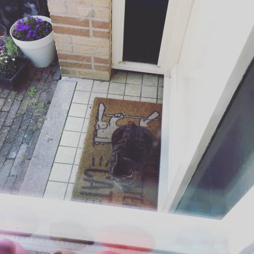 I guess this cat wants to play with Nugget and Kiwi and is waiting at our frontdoor https://instagr.