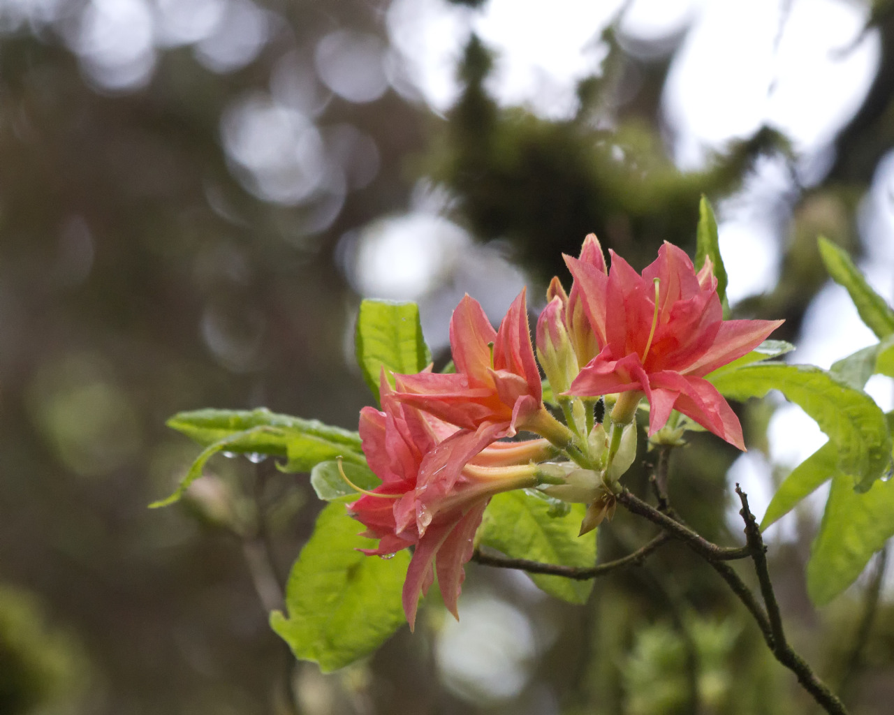 textless:  Crystal Springs Rhododendron Garden, Portland OR. 
