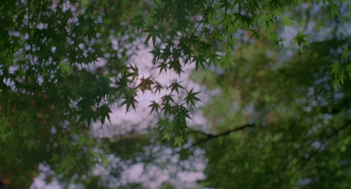 cinematographic:  Lost in Translation + Details Director: Sofia Coppola Cinematography: Lance Acord 
