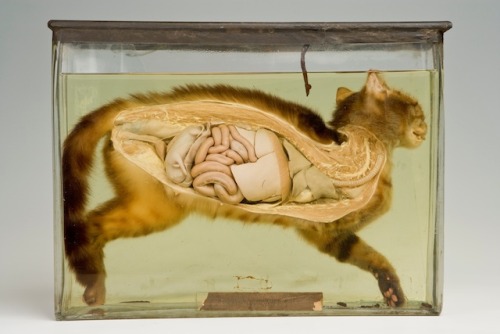 Porn Pics Bisected Pregnant Cat, Grant Museum
