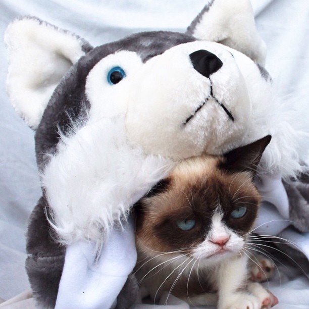 WOOF! #grumpycat