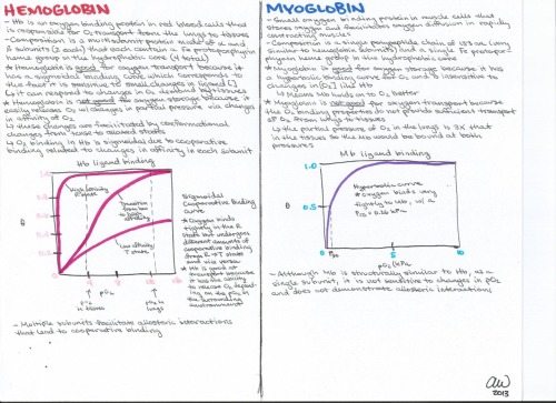 Hemoglobin and the circulatory system tend to be high yield on the MCAT. Definitely have the bicarbo