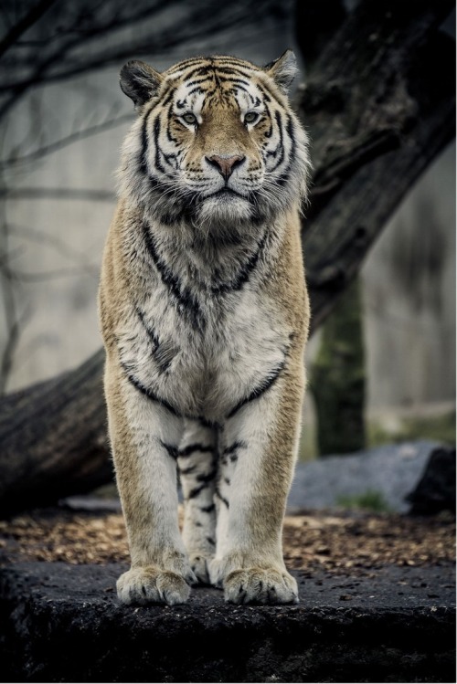 0ce4n-g0d:  Tiger by Jakob Nordmann