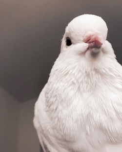 tinydoves:do you know that pigeon cheeks