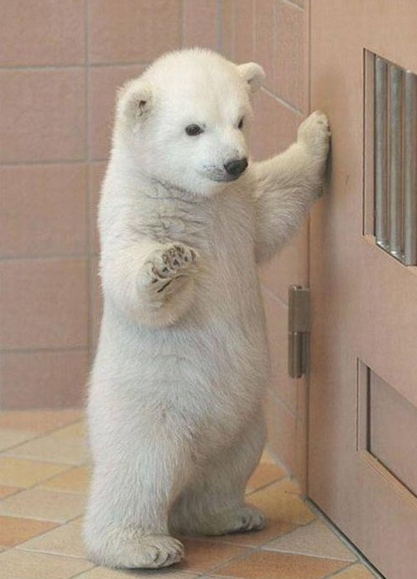 thebearyvest:  I want to say congratulations to all of my friends who passed their