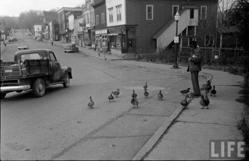 Man hanging out with ducks(Wallace Kirkland. n.d.)
