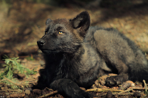 black wolf