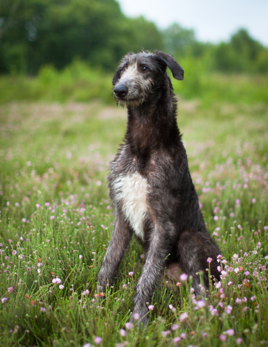 Races of The Elder Scrolls as dogs and cats