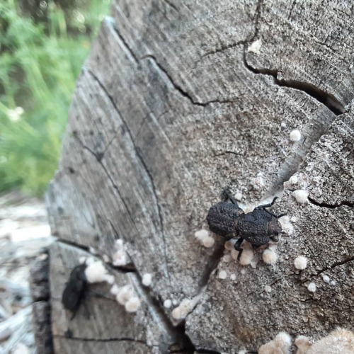 Nom nom! I believe these to be diabolical Ironclad beetles (Zopheridae), busily chomping away at thi