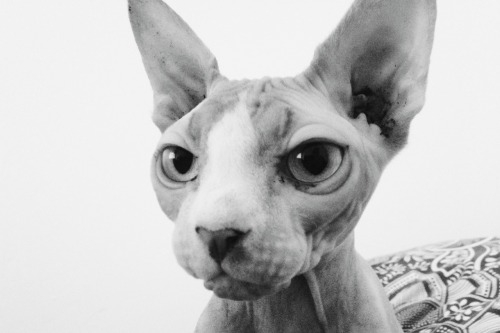 mycatoslo:  That stare  No human meal goes unwatched   mycatoslo.tumblr.com