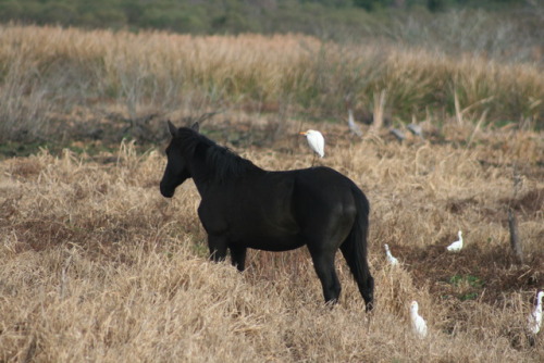 Cattle egret riding a cracker horse, Payne’s Prairie, La Chua Trail - Gainesville, FL